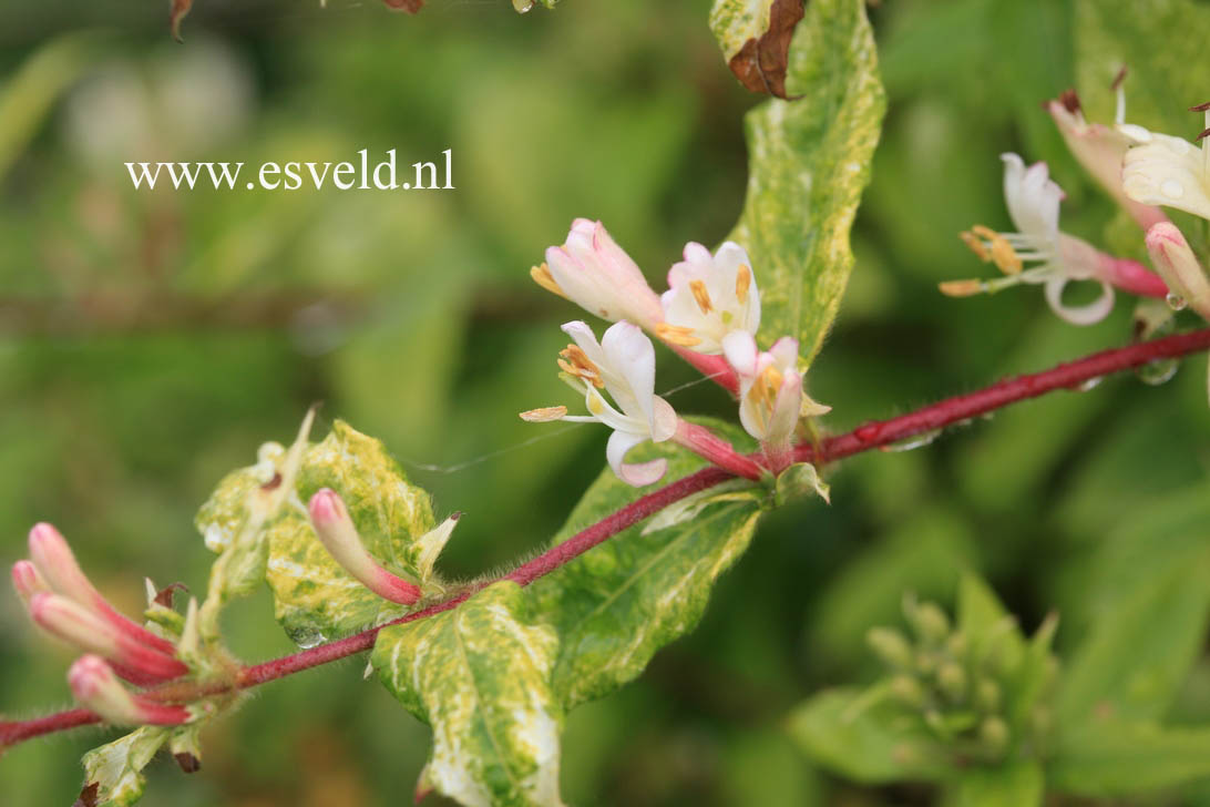 Lonicera japonica 'Horwood Gem'