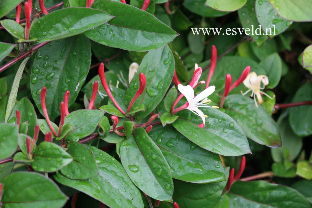 Lonicera japonica 'Purpurea'