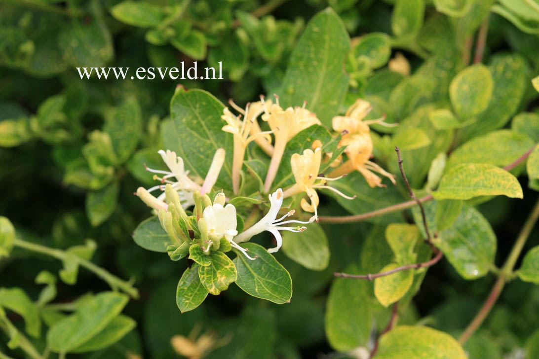 Lonicera japonica 'Aureoreticulata'