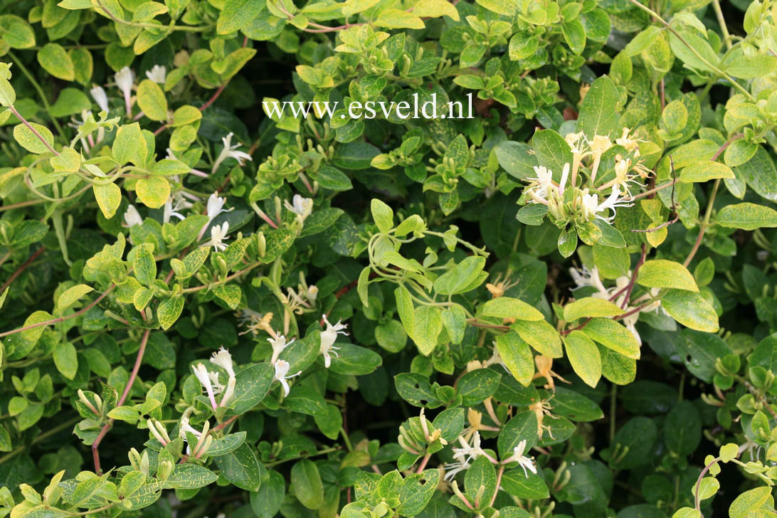 Lonicera japonica 'Aureoreticulata'