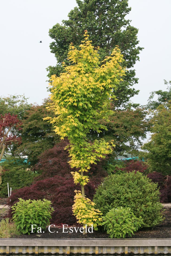 Acer cappadocicum 'De Oirsprong'