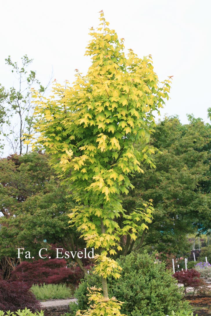 Acer cappadocicum 'De Oirsprong'