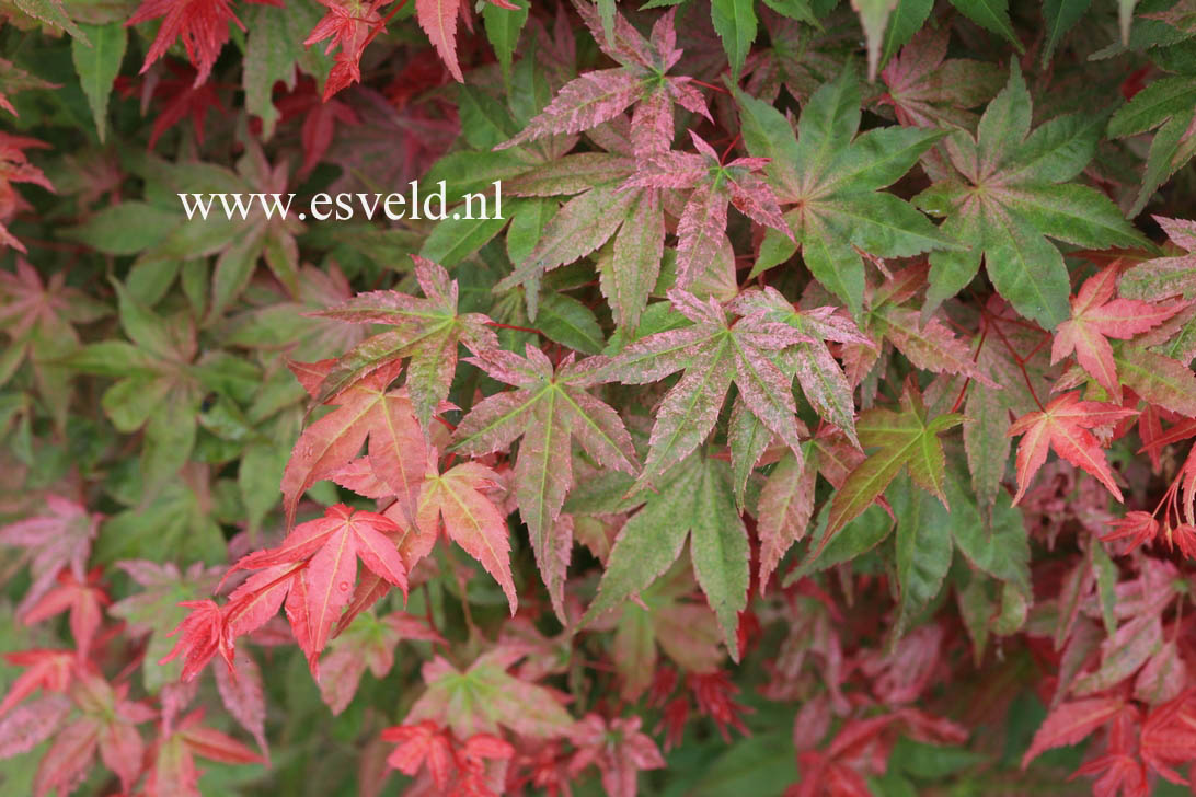 Acer palmatum 'Beni maiko'