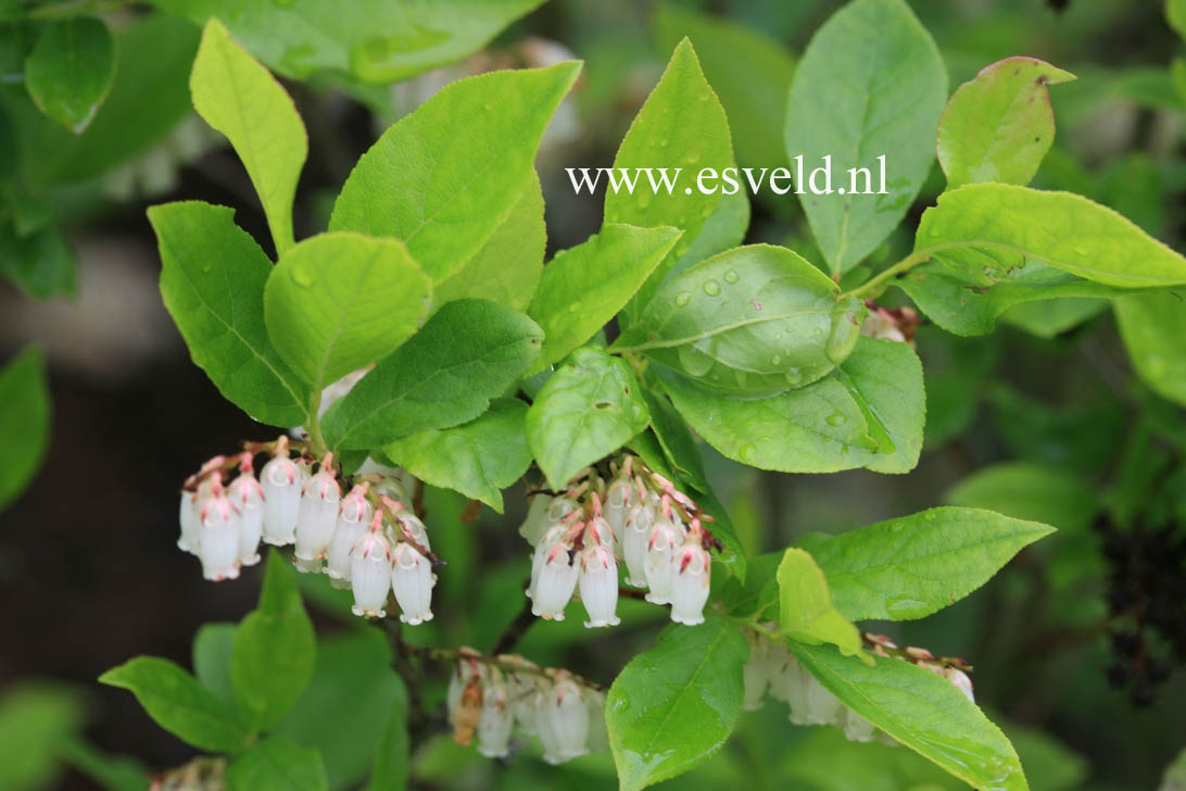 Leucothoe racemosa