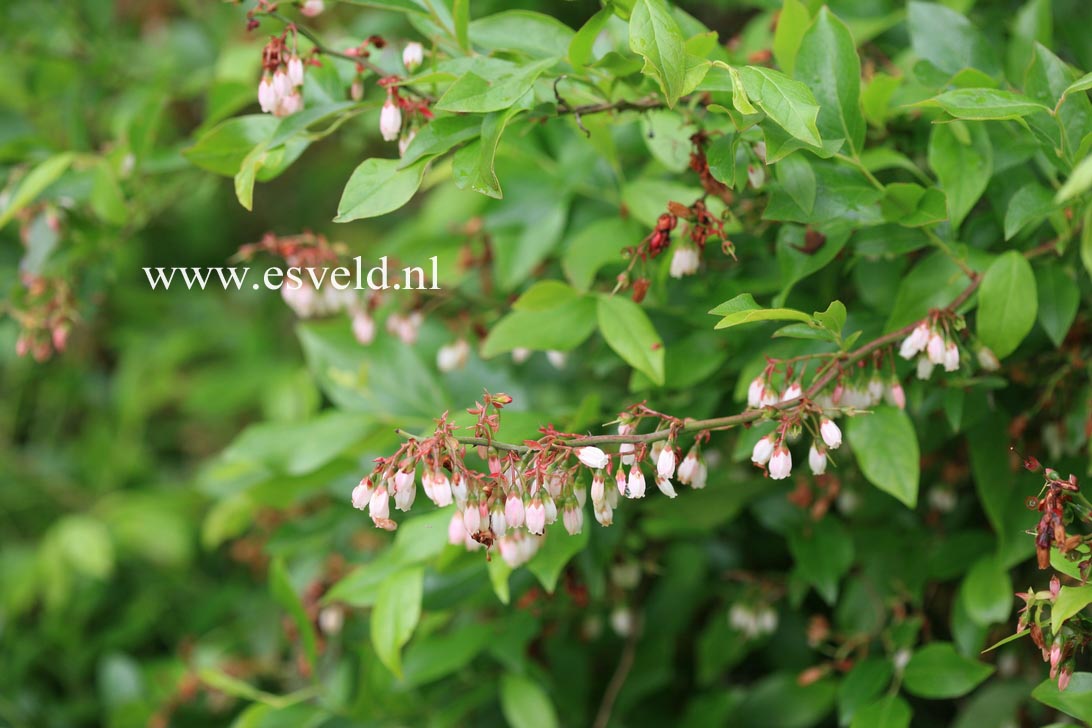 Vaccinium virgatum