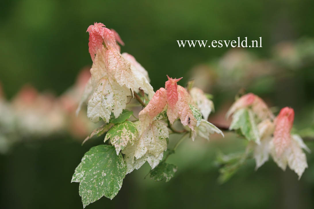 Acer rubrum 'Candy Ice'