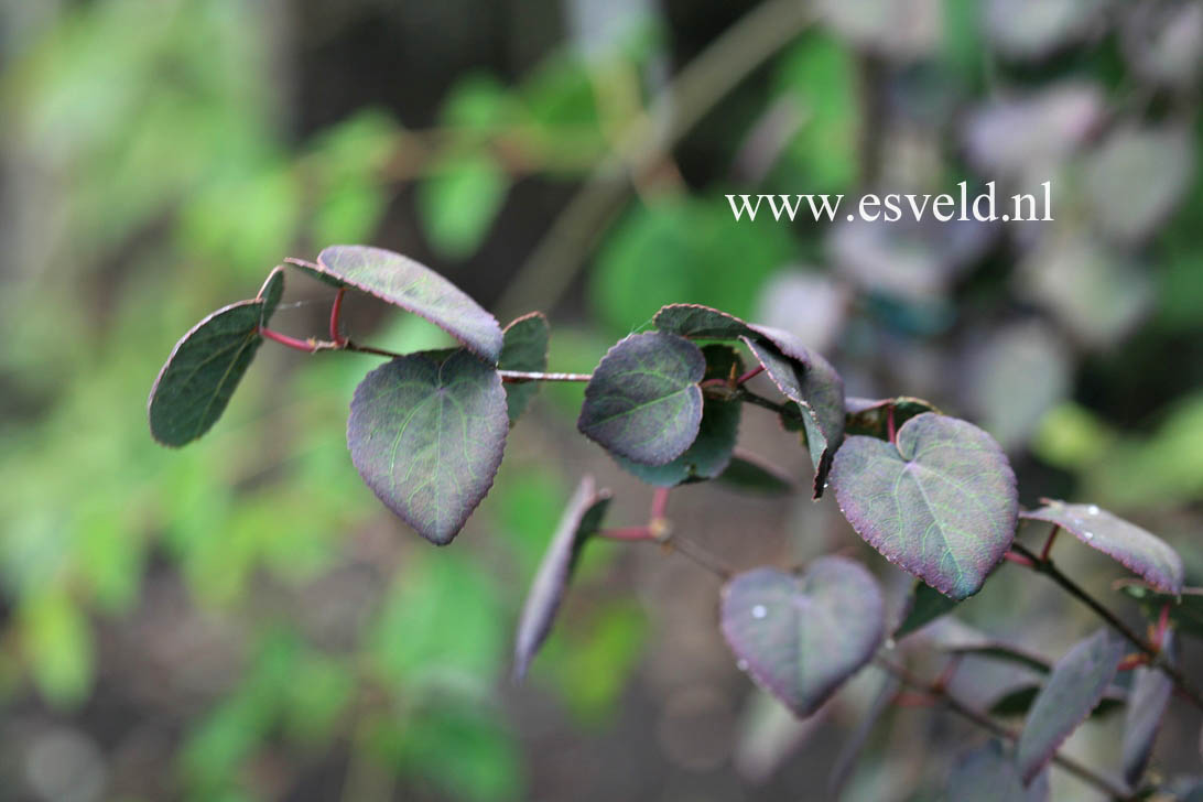 Cercidiphyllum japonicum 'Rotfuchs'