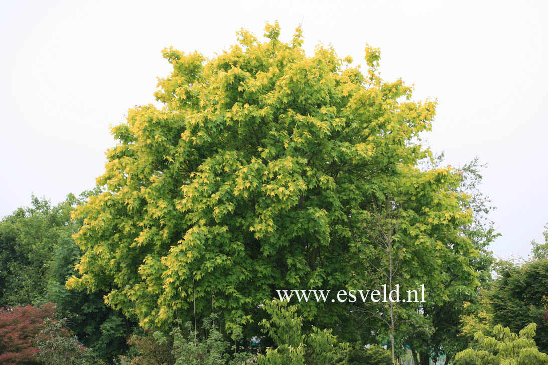 Acer cappadocicum 'Aureum'