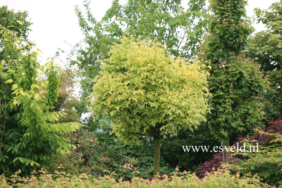 Acer negundo 'Aureomarginatum'