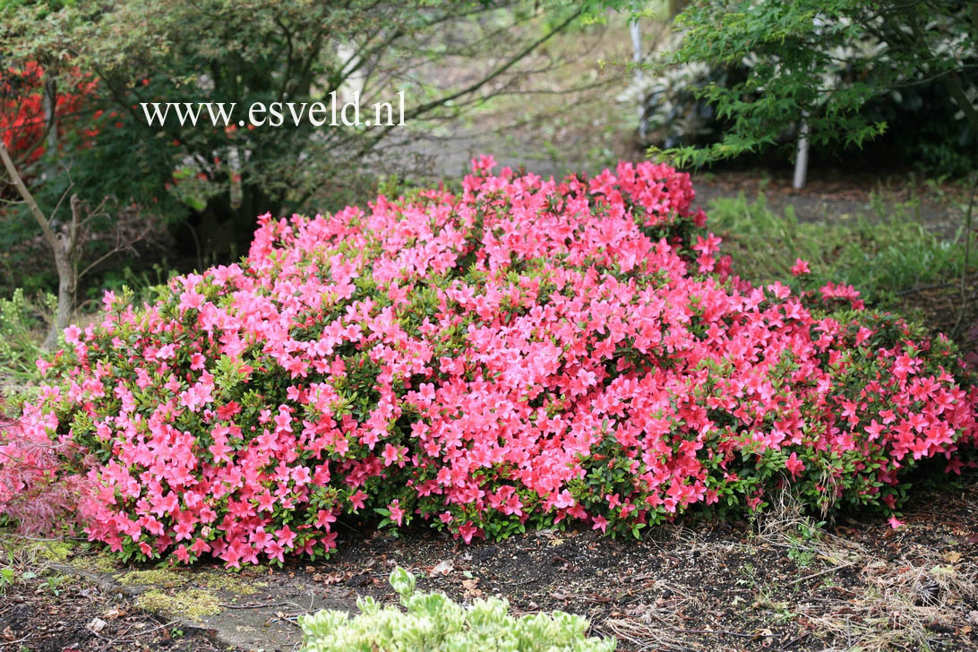 Rhododendron nakaharae 'Wombat'