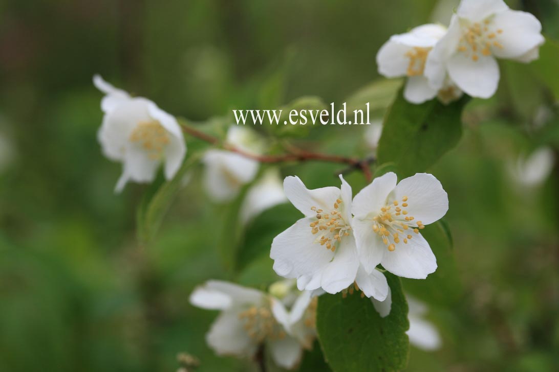 Philadelphus triflorus