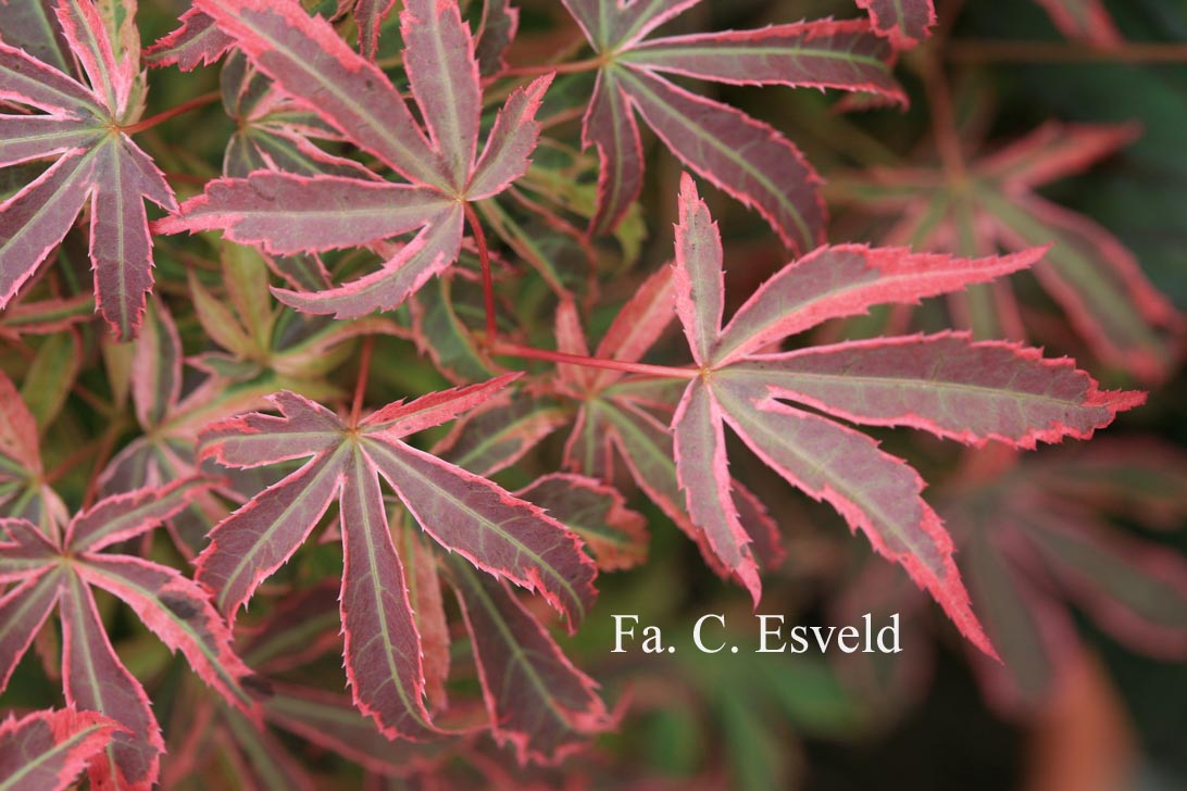 Acer palmatum 'Shirazz'