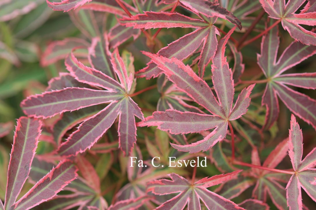 Acer palmatum 'Shirazz'