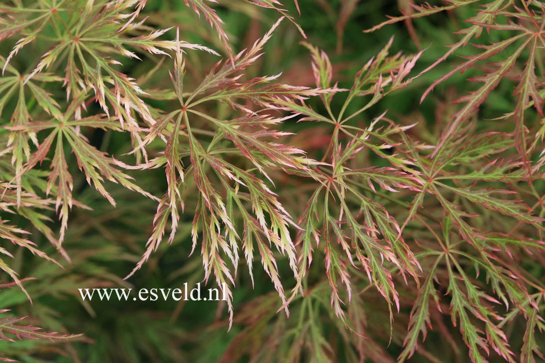 Acer palmatum 'Otto's Dissectum'