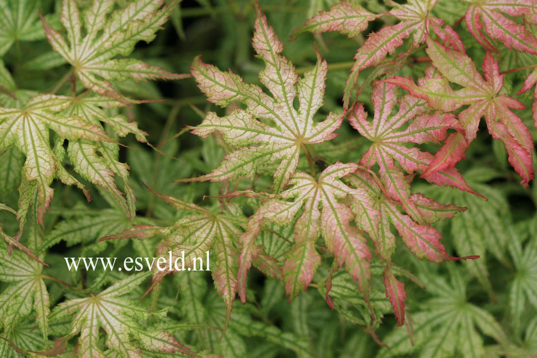 Acer palmatum 'First Ghost'