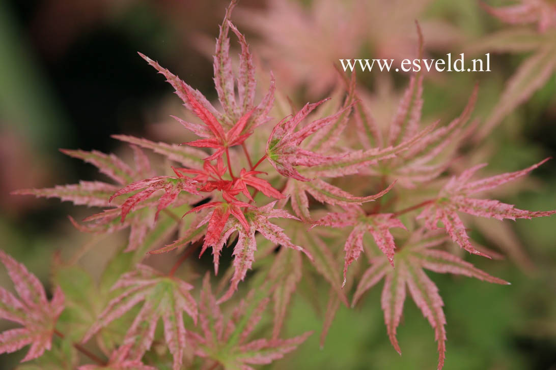 Acer palmatum 'Phoenix'