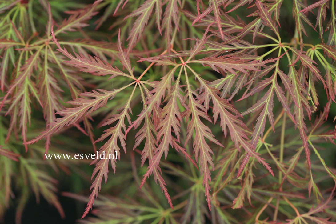 Acer palmatum 'Irish Lace'