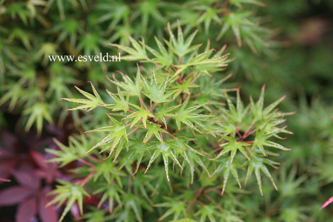 Acer palmatum 'Crippsii'