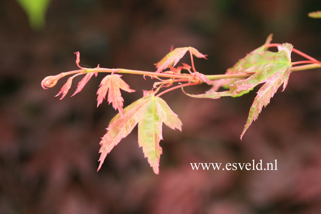 Acer palmatum 'Ruben'