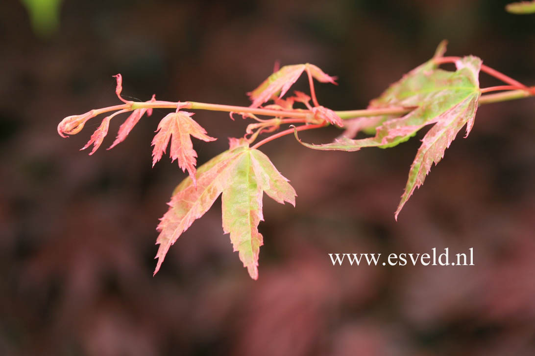 Acer palmatum 'Ruben'