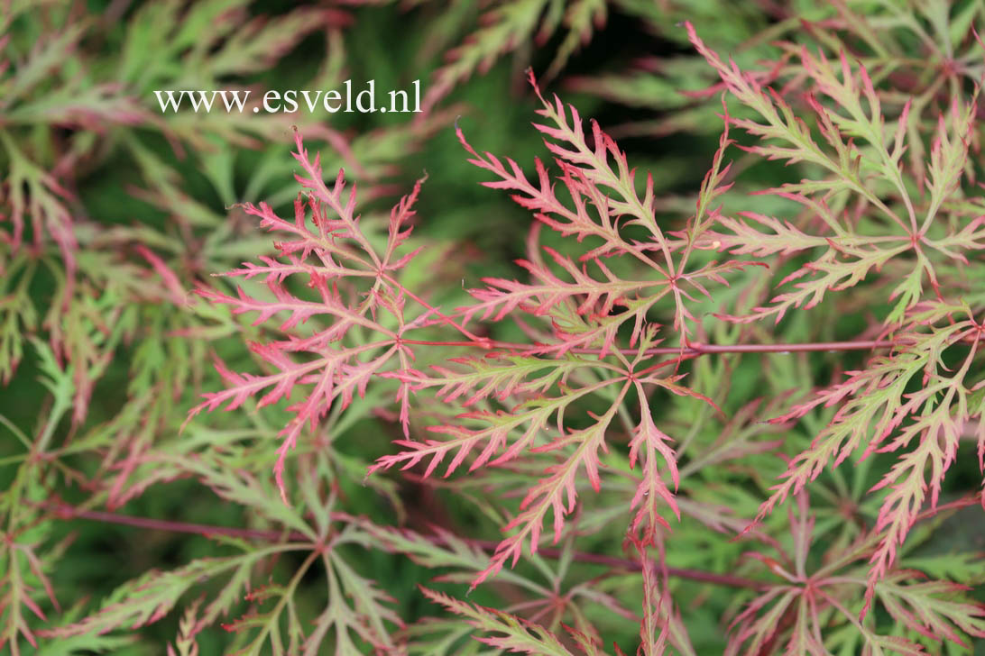 Acer palmatum 'Chantilly Lace'