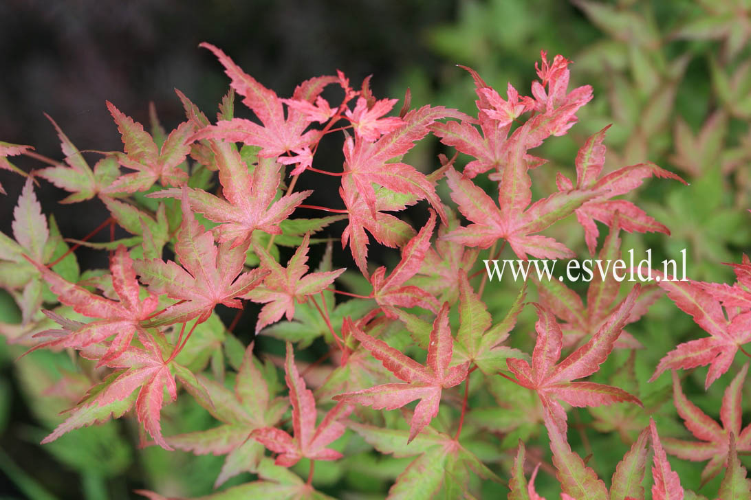 Acer palmatum 'Seigen'