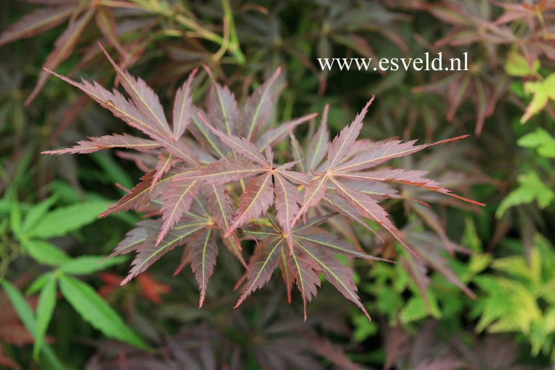 Acer palmatum 'St. Jean'