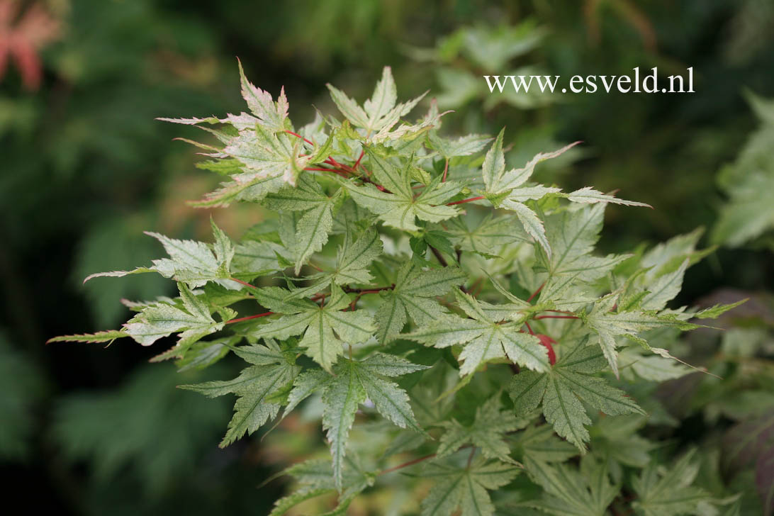 Acer palmatum 'Marakumo' (Hort. non Japan)