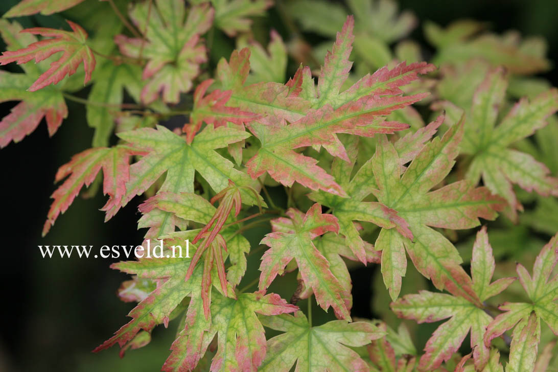 Acer palmatum 'Helena'