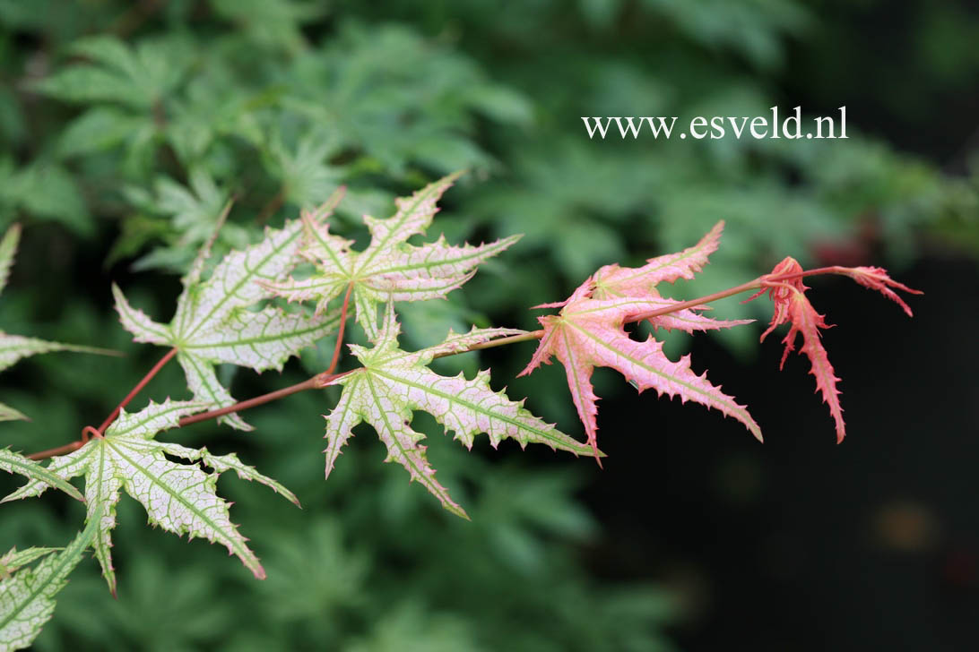 Acer palmatum 'Reticulatum Como'