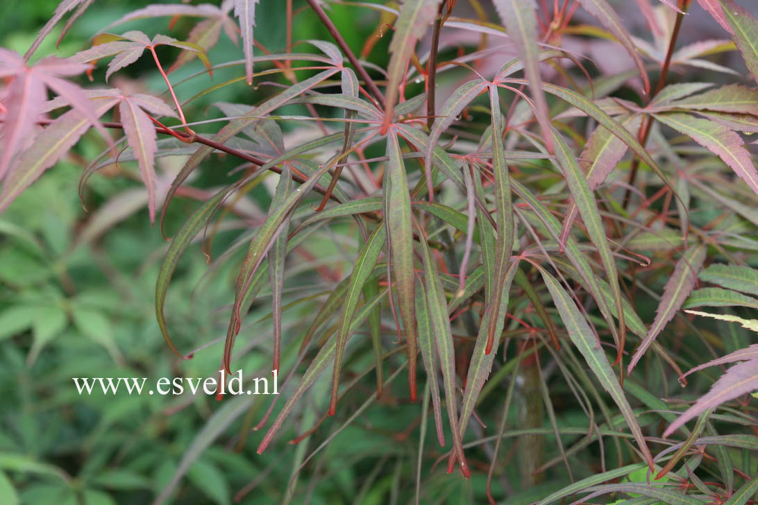 Acer palmatum 'Red Cloud'