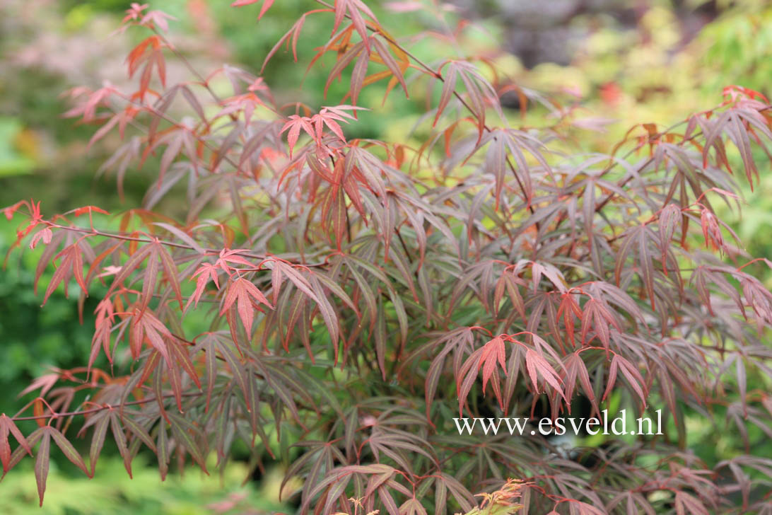 Acer palmatum 'Beni ubi gohon'