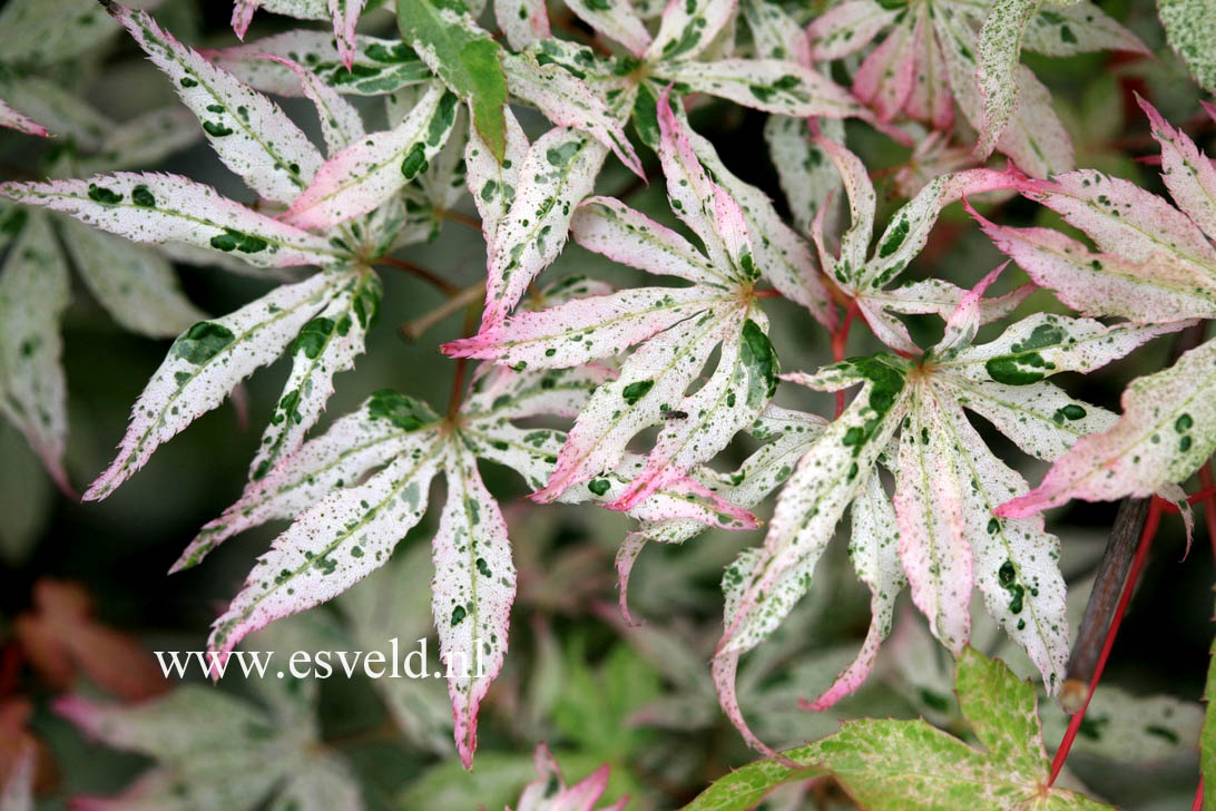 Acer palmatum 'Uki gumo'