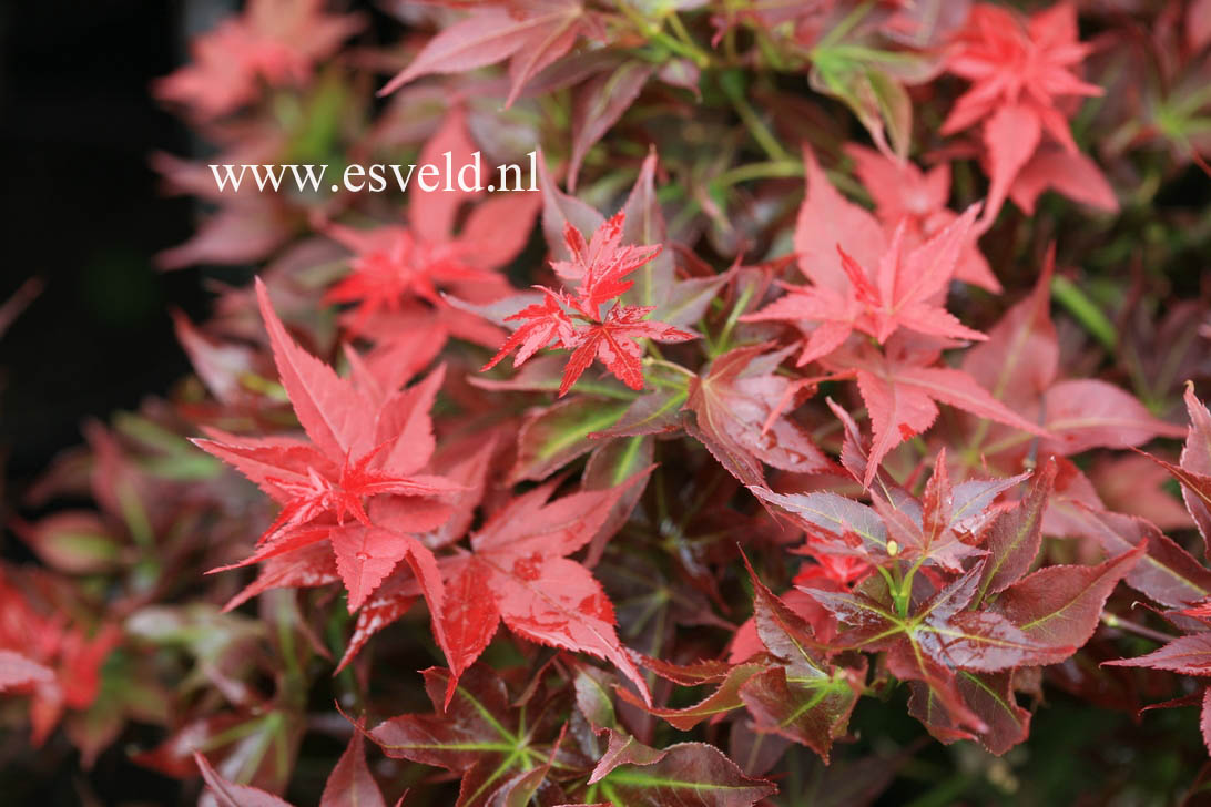 Acer palmatum 'Beni hoshi'