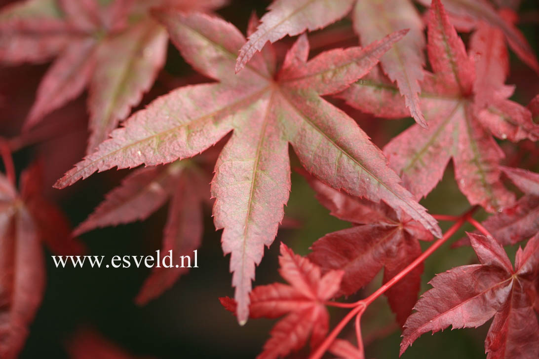 Acer palmatum 'Corallinum'