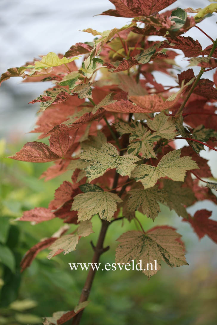 Acer pseudoplatanus 'Eskimo Sunset'