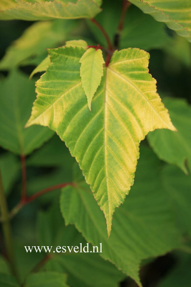 Acer capillipes 'Golden Increase'