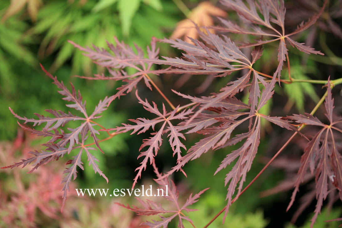 Acer palmatum 'Red Strata A'