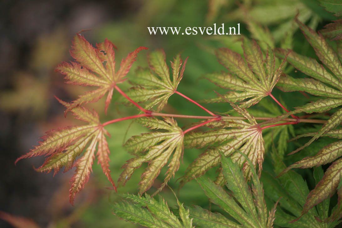 Acer palmatum 'Tiger Rose'