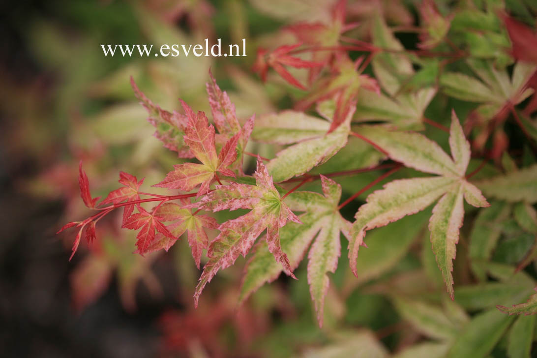 Acer palmatum 'Beni zuru'