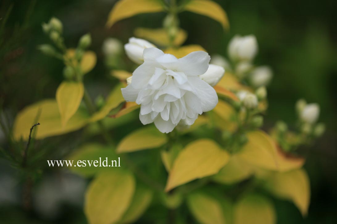 Philadelphus 'Yellow Hill'