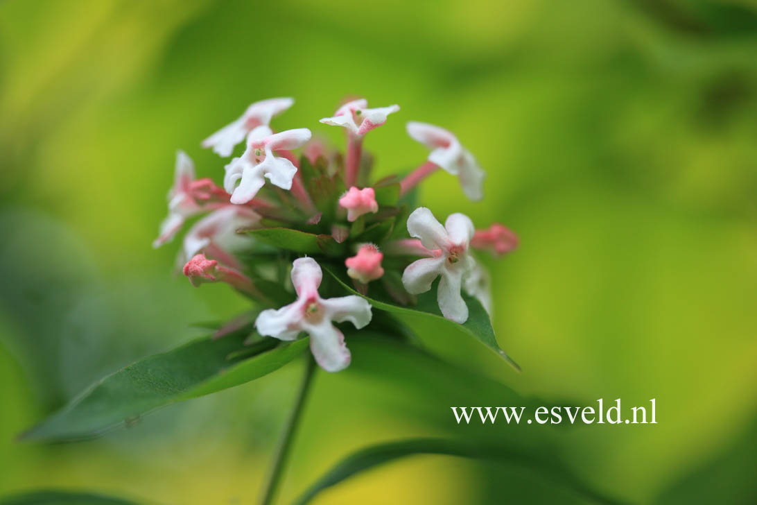 Abelia mosanensis