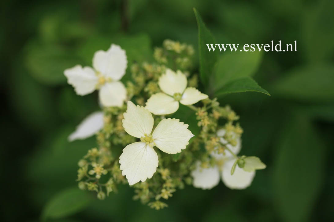 Hydrangea scandens chinensis f. macrosepala