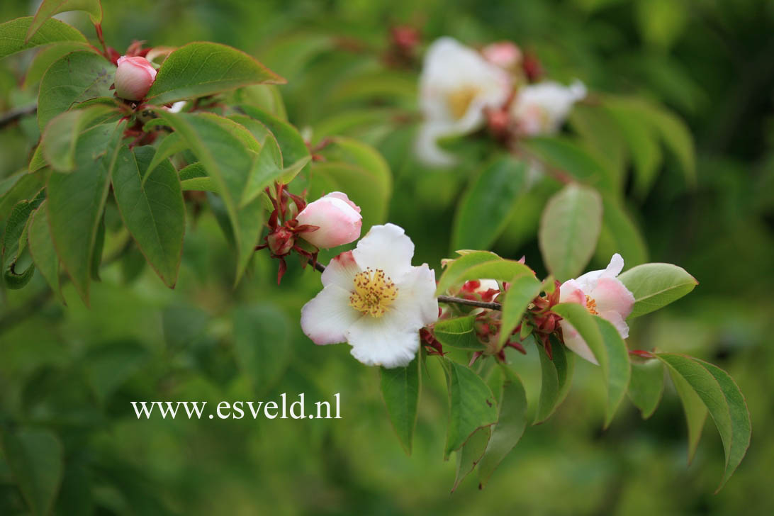 Stewartia gemmata