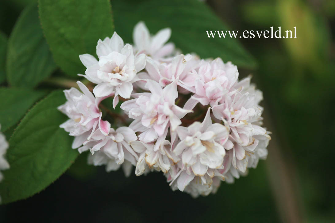 Deutzia hybrida 'Strawberry Fields'