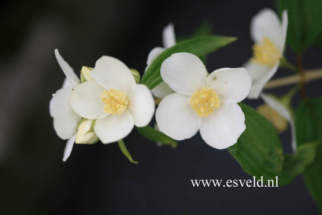 Philadelphus lewisii 'Waterton'