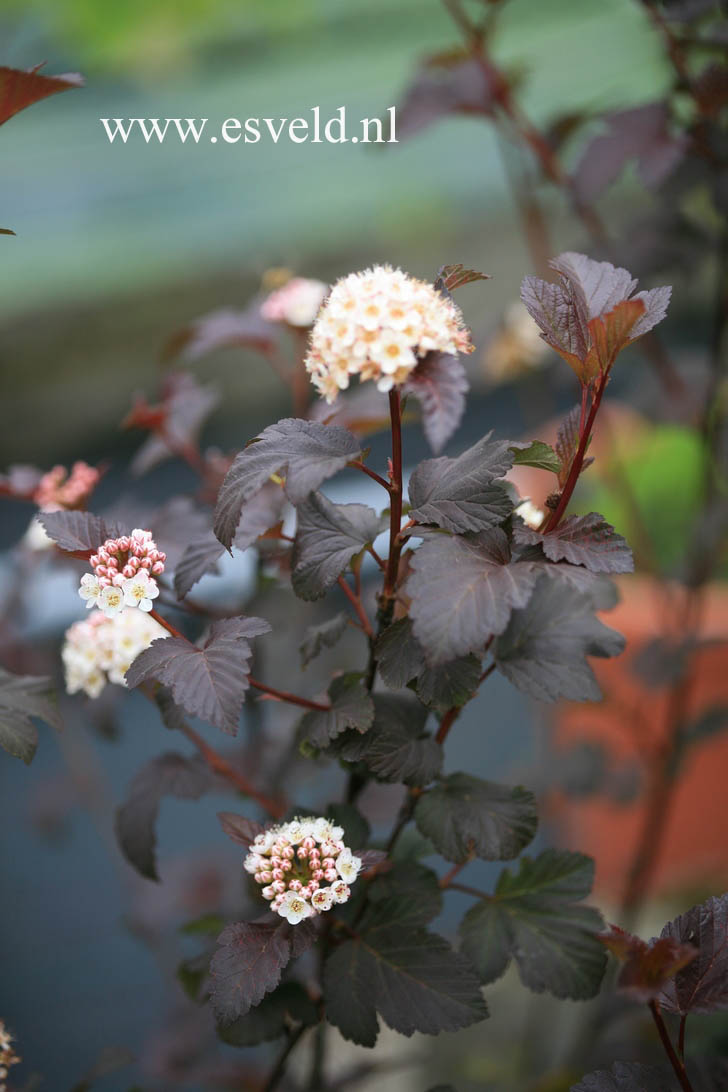 Physocarpus opulifolius 'Diabolo'