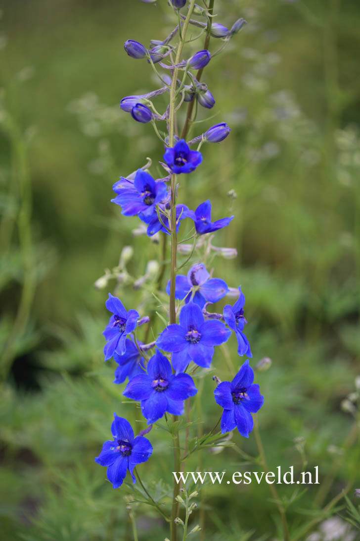 Delphinium 'Völkerfrieden'