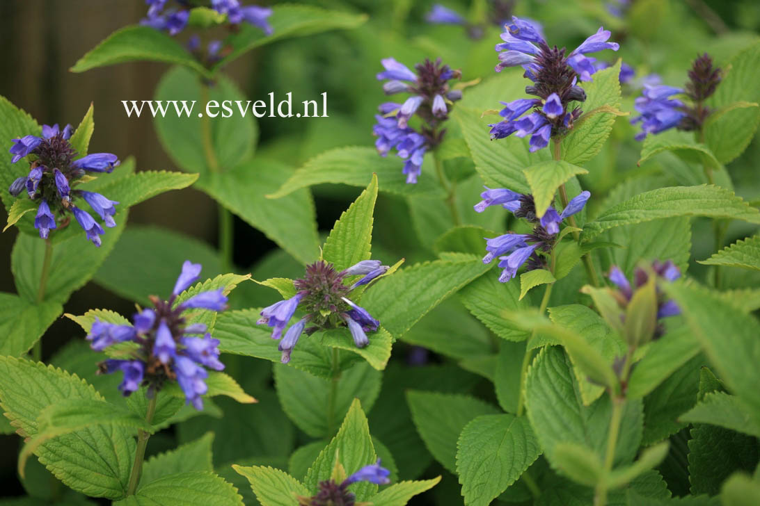 Nepeta subsessilis