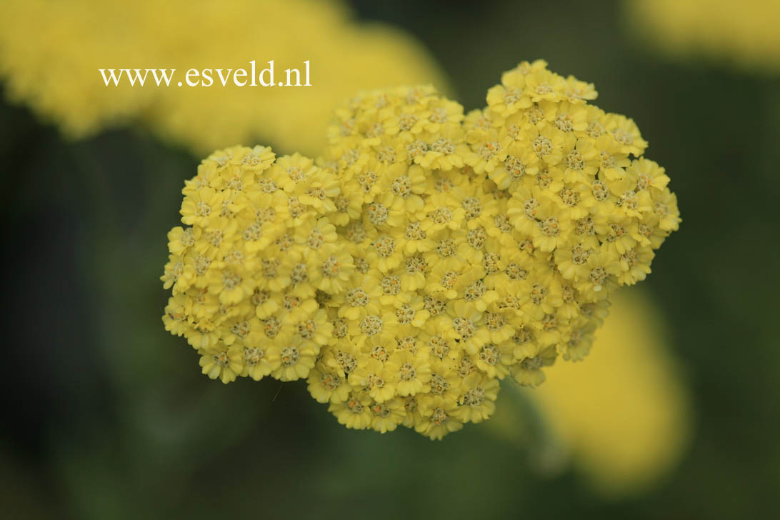 Achillea 'Taygetea'